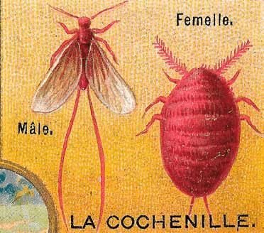 Livre : Rouge cochenille – Histoire d’un insecte qui colora le monde, XVIe -XXIe siècle